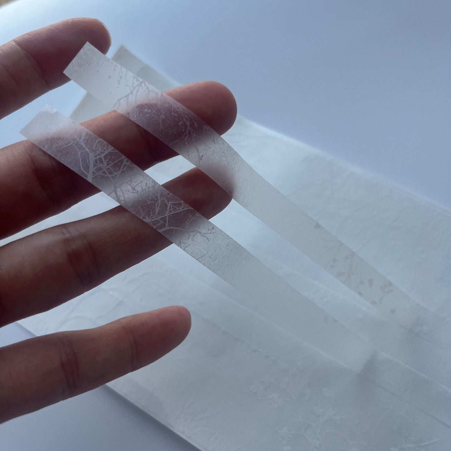 トレーシングシール　    木陰