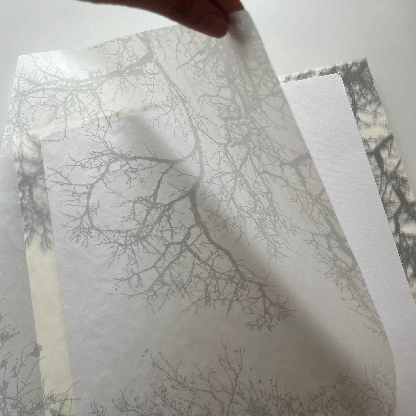 グラシン紙　中　＜木陰＞